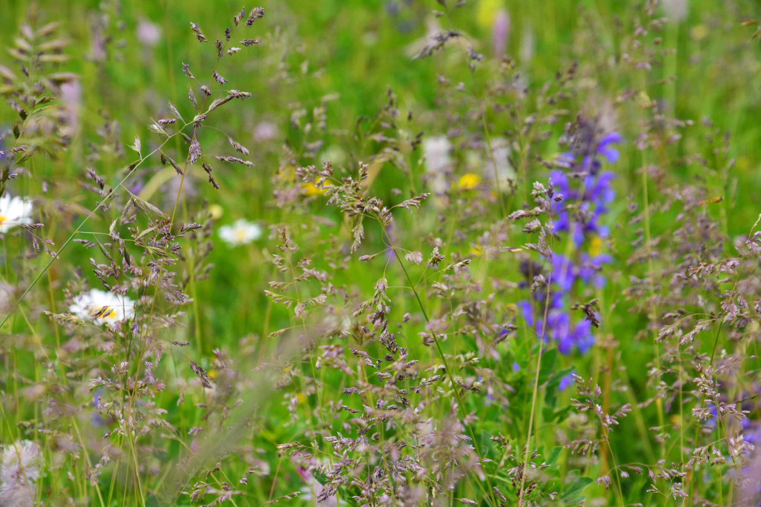 Le projet PASTECC : pastoralisme, adaptation et trames écologiques face au changement climatique