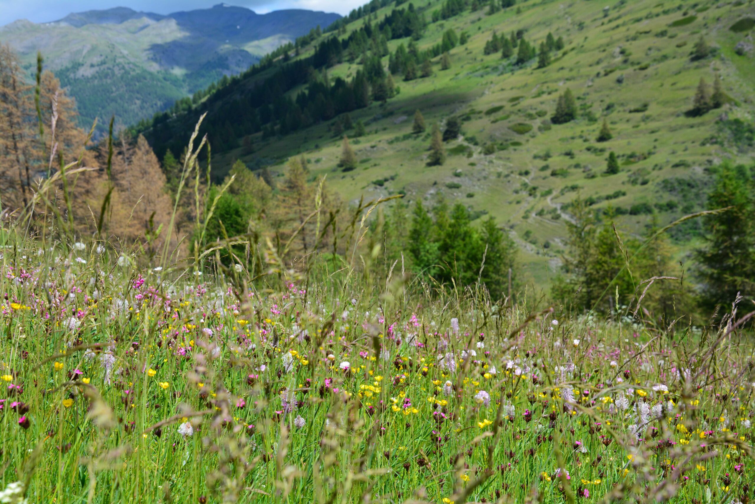 Le projet PASTECC : pastoralisme, adaptation et trames écologiques face au changement climatique
