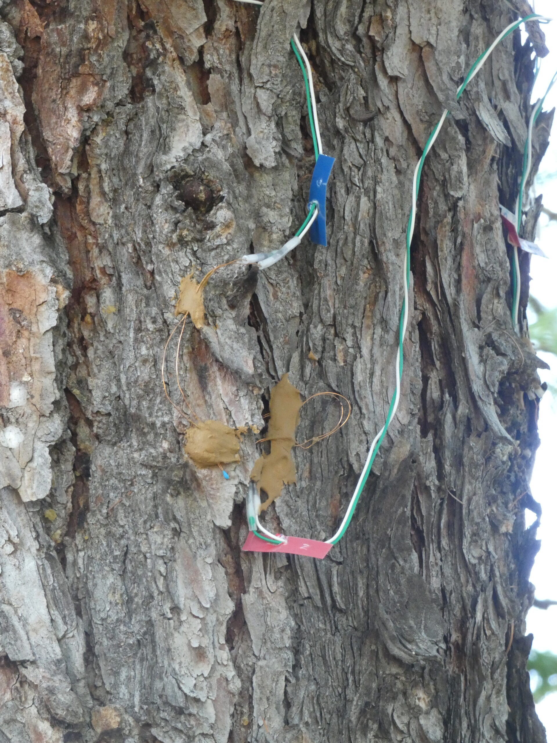 Le mélèze nous raconte