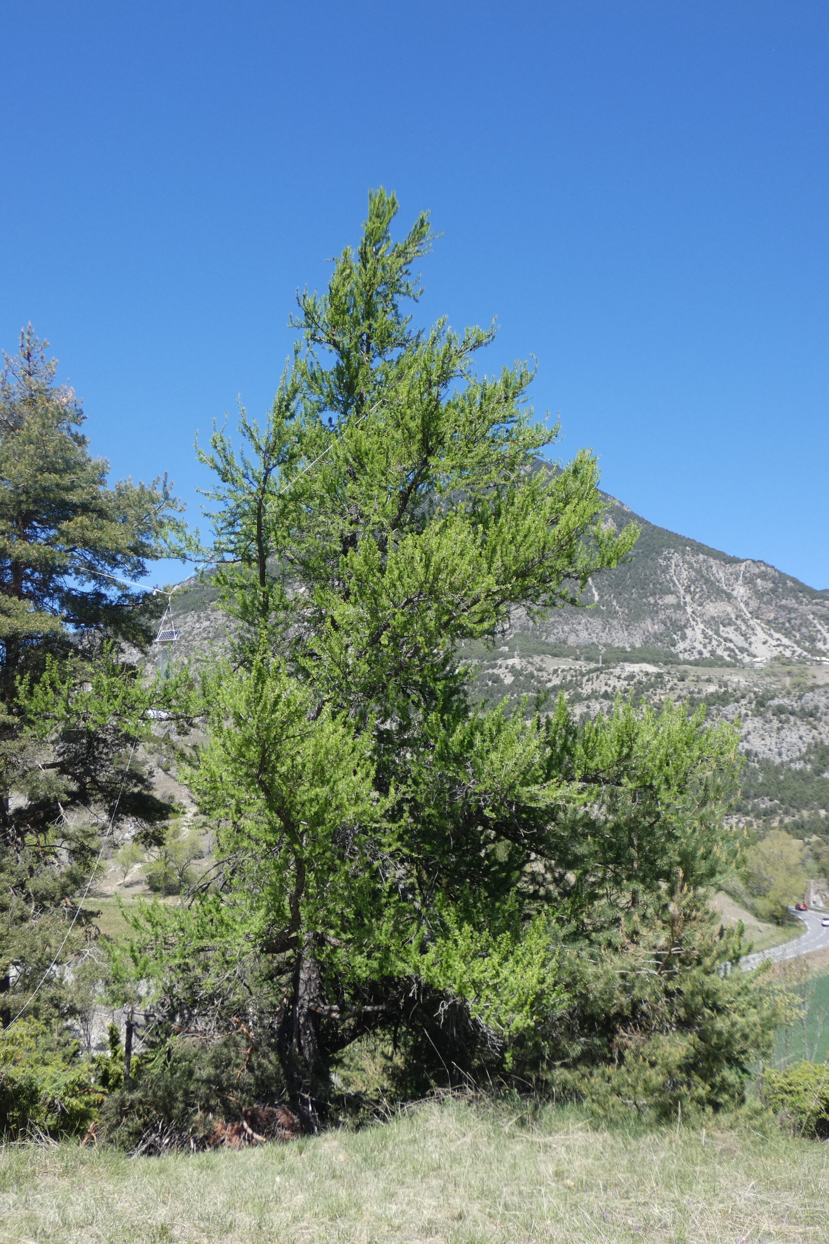 Le mélèze nous raconte