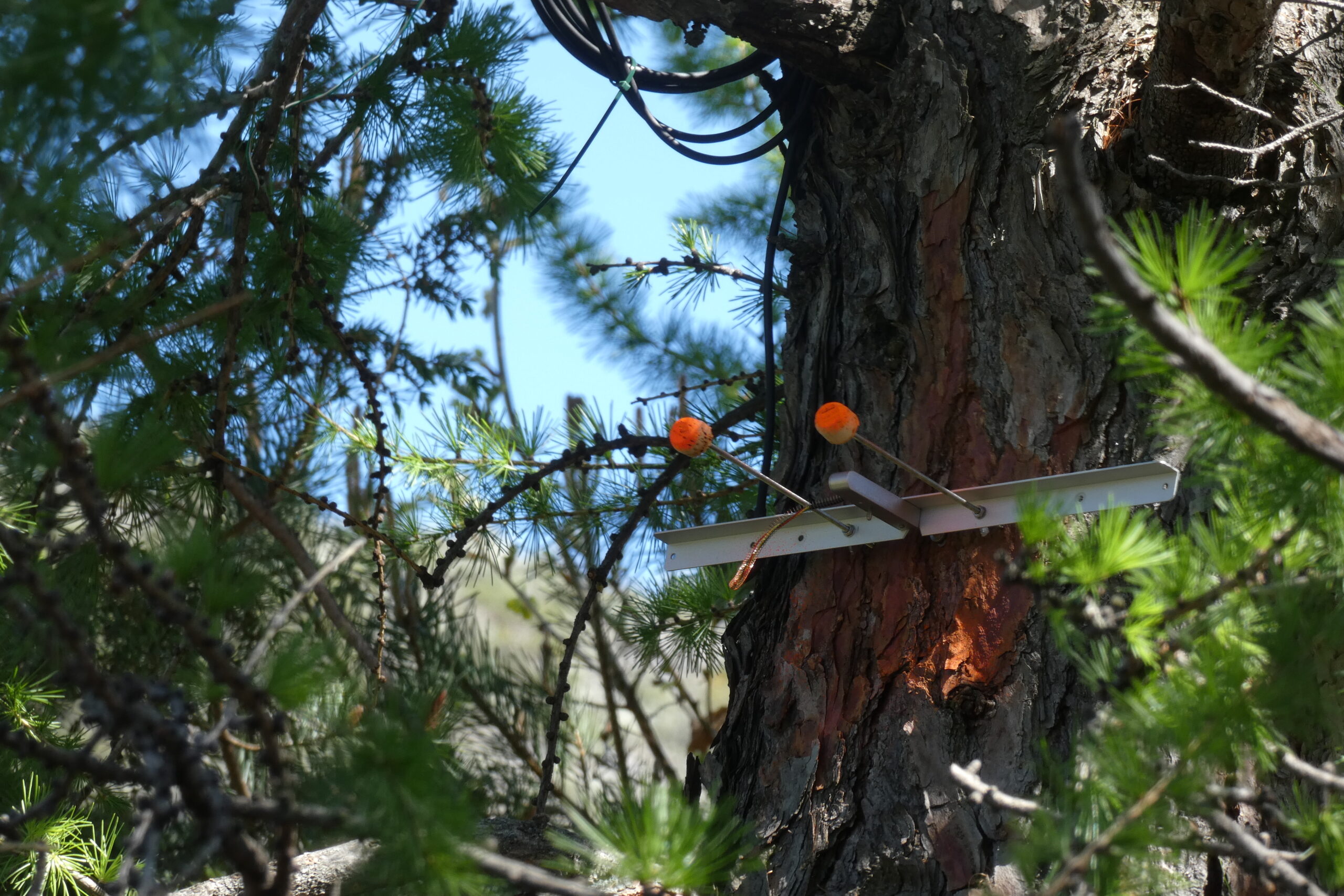 Le mélèze nous raconte