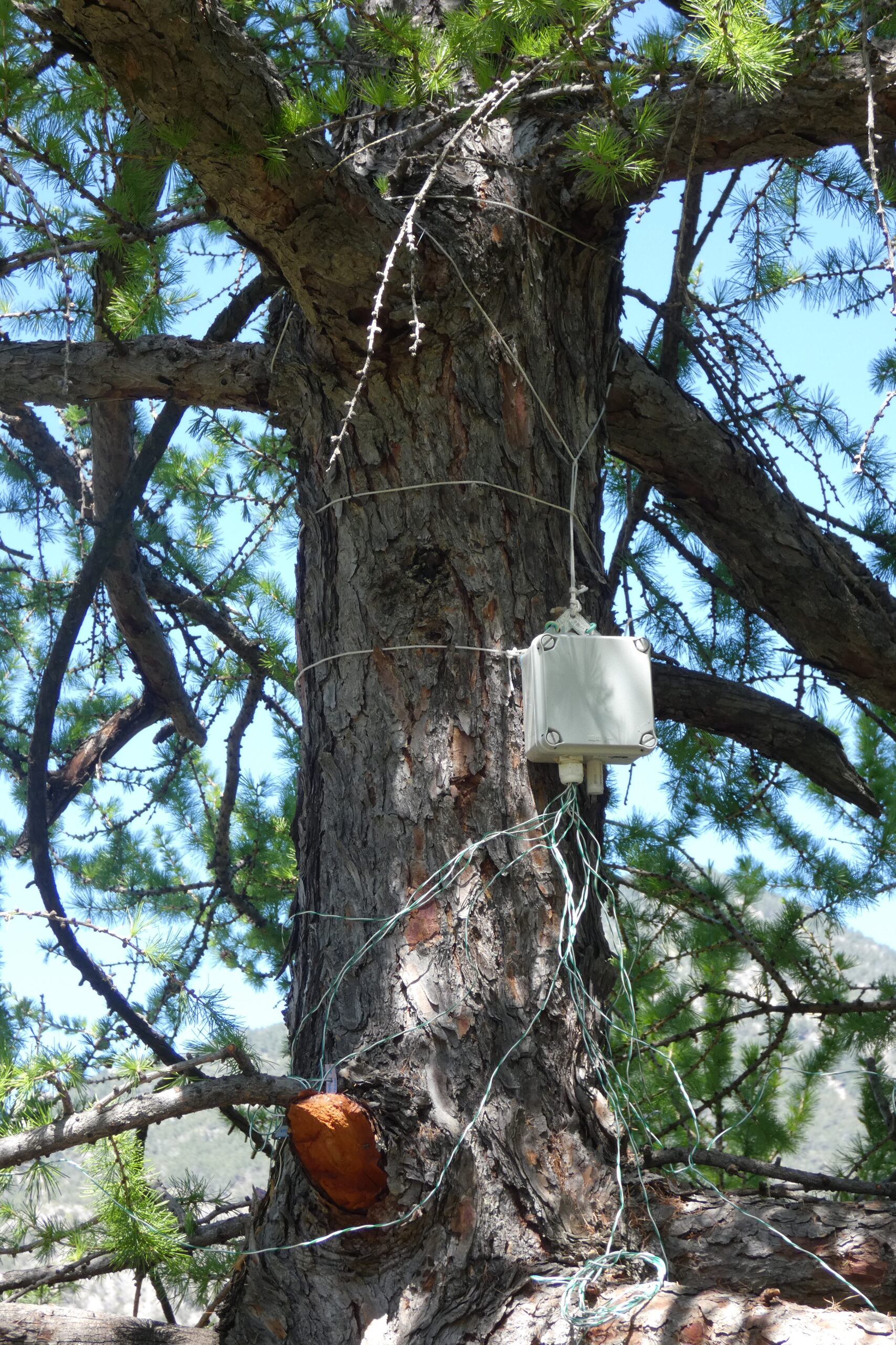 Le mélèze nous raconte