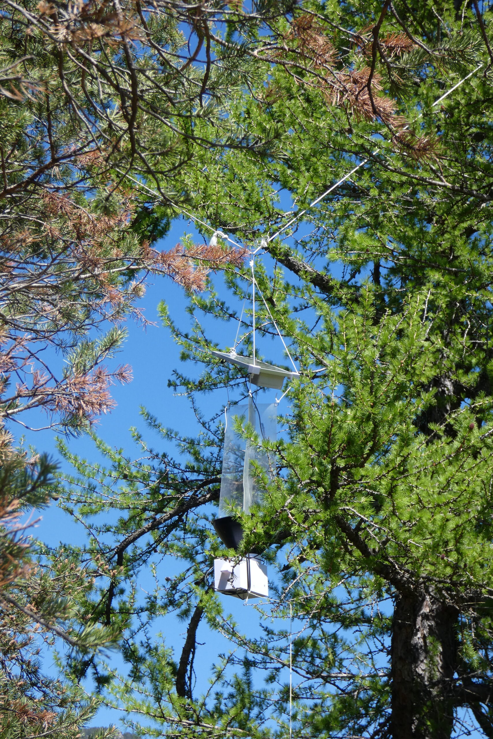 Le mélèze nous raconte
