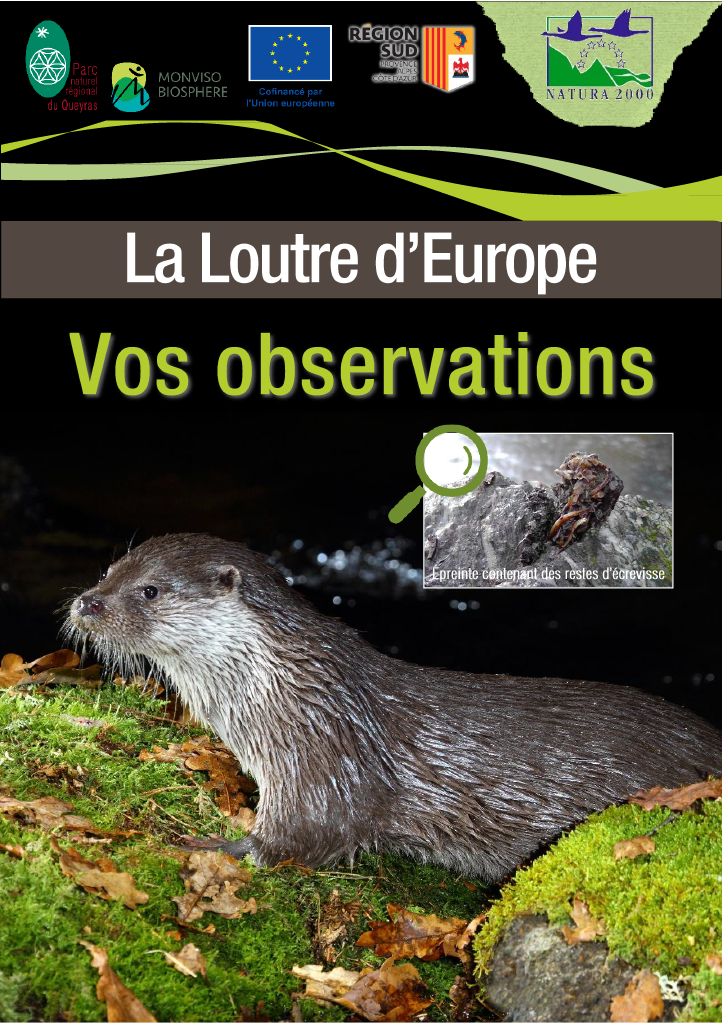 Fiche observation Loutre