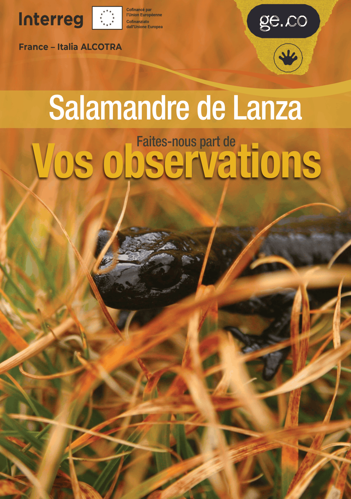 Ficher observation Salamandre GECO