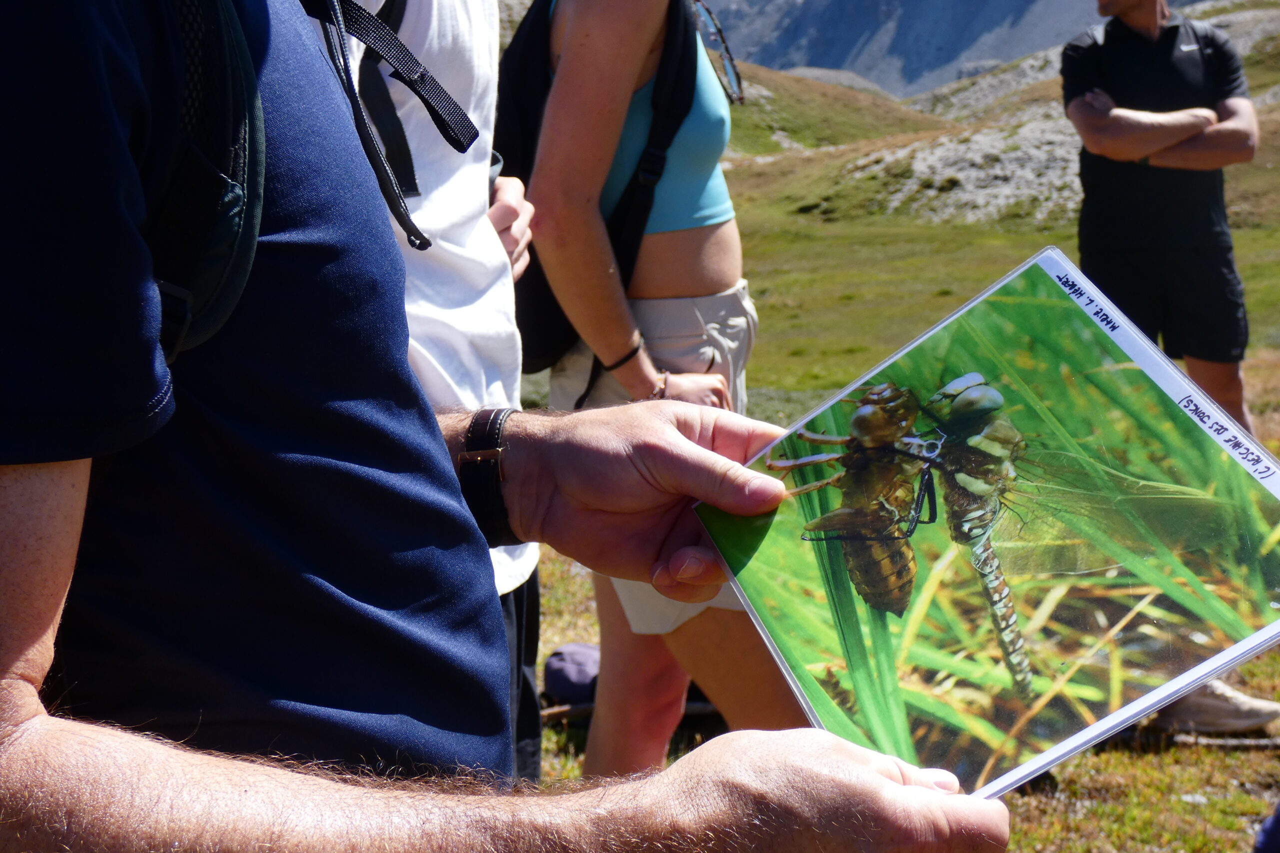 Le projet CIMaE : les mares d’altitude ont besoin de vous !